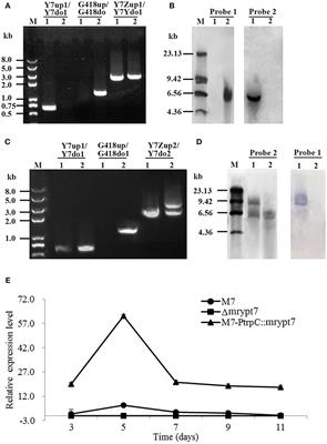 A Comprehensive Analysis of the Small GTPases Ypt7 Involved in the Regulation of Fungal Development and Secondary Metabolism in Monascus ruber M7